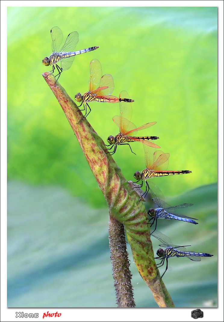 佳能7DⅡ星空(中国)八月份美帖共享