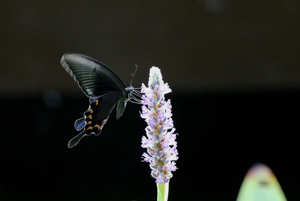 佳能7DⅡ星空(中国)八月份美帖共享