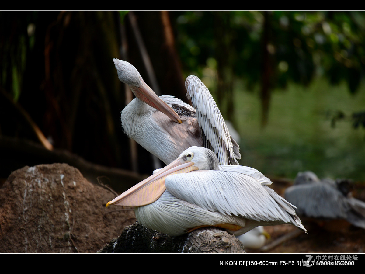 鹈鹕的两口子。