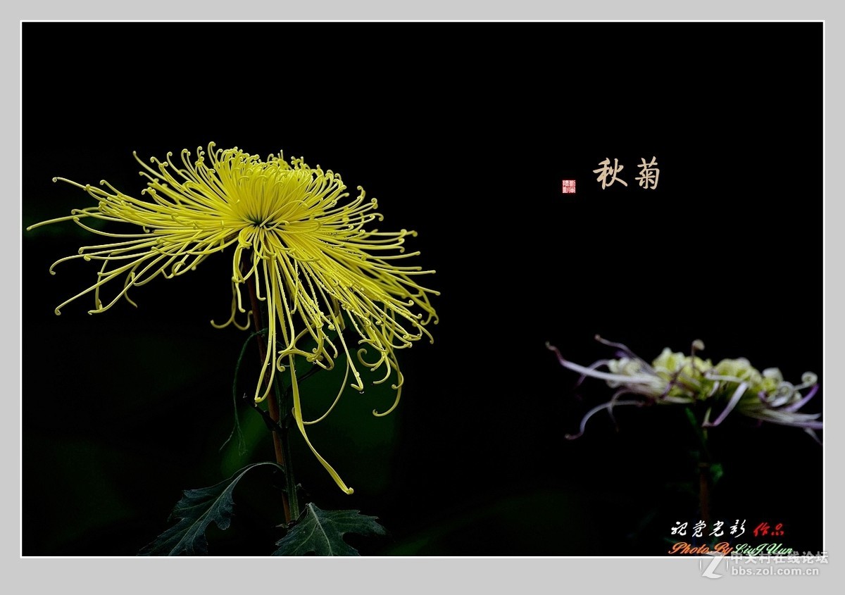 #ZOL月赛-记录最后的2015# 拍摄身边的美风景[秋 菊](3)