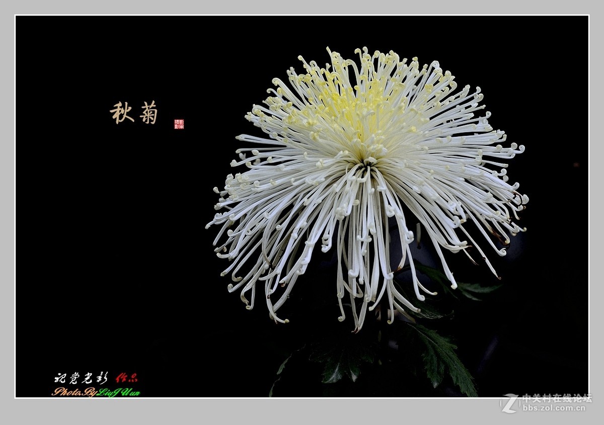 #ZOL月赛-记录最后的2015# 拍摄身边的美风景[秋 菊](3)