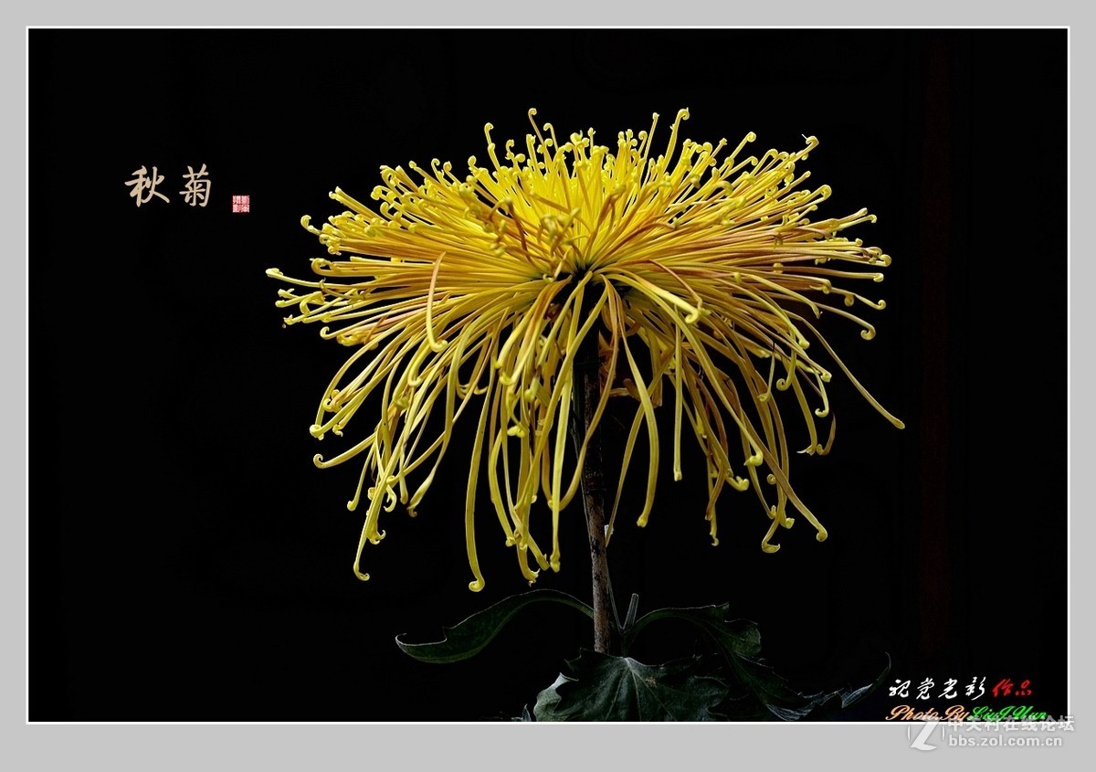 #ZOL月赛-记录最后的2015# 拍摄身边的美风景[秋 菊](3)