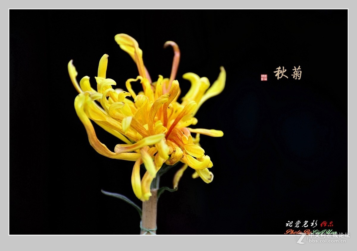 #ZOL月赛-记录最后的2015# 拍摄身边的美风景[秋 菊](3)