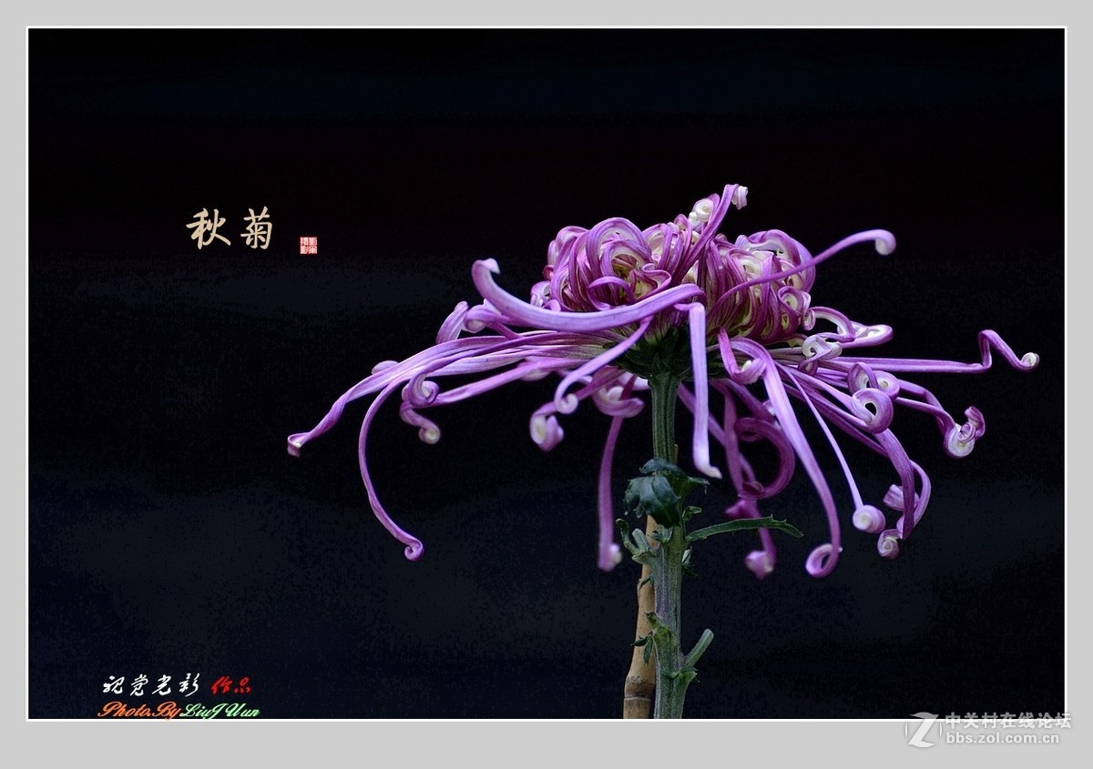 #ZOL月赛-记录最后的2015# 拍摄身边的美风景[秋 菊](3)