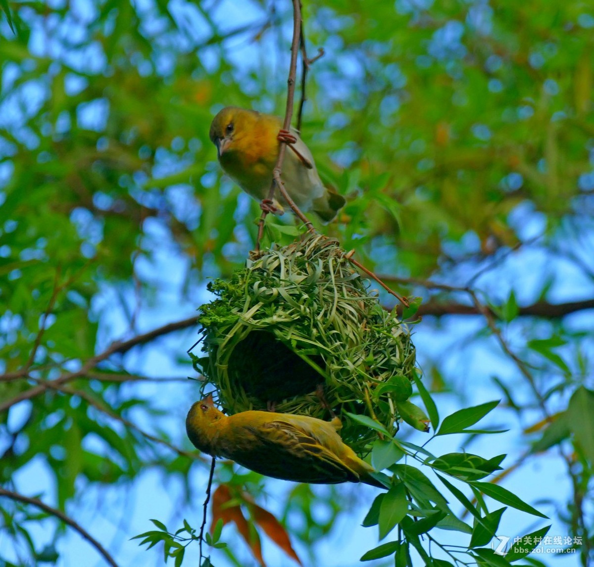 爱巢-中关村在线摄影论坛