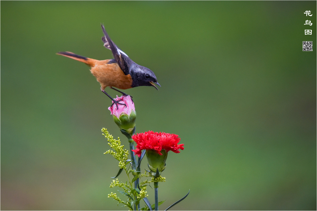 一组北红尾鸲花鸟图
