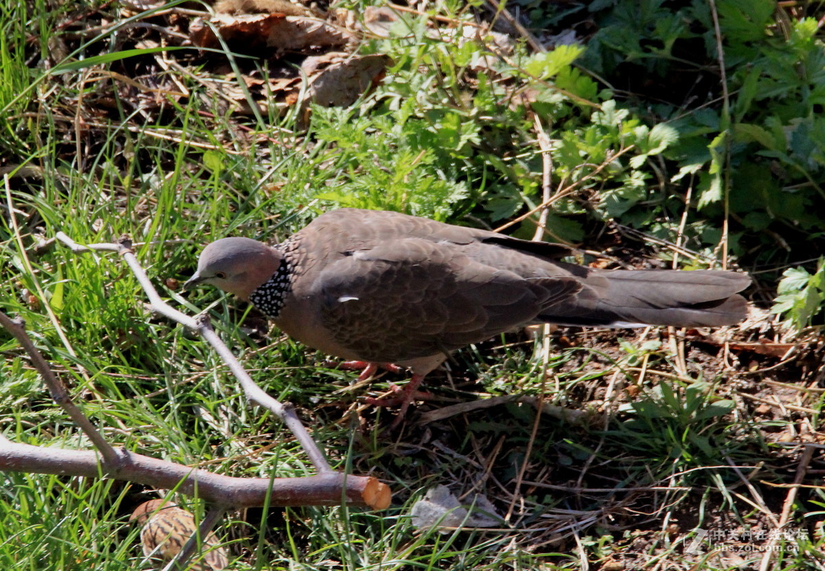 野生珠环斑鸠和树麻雀