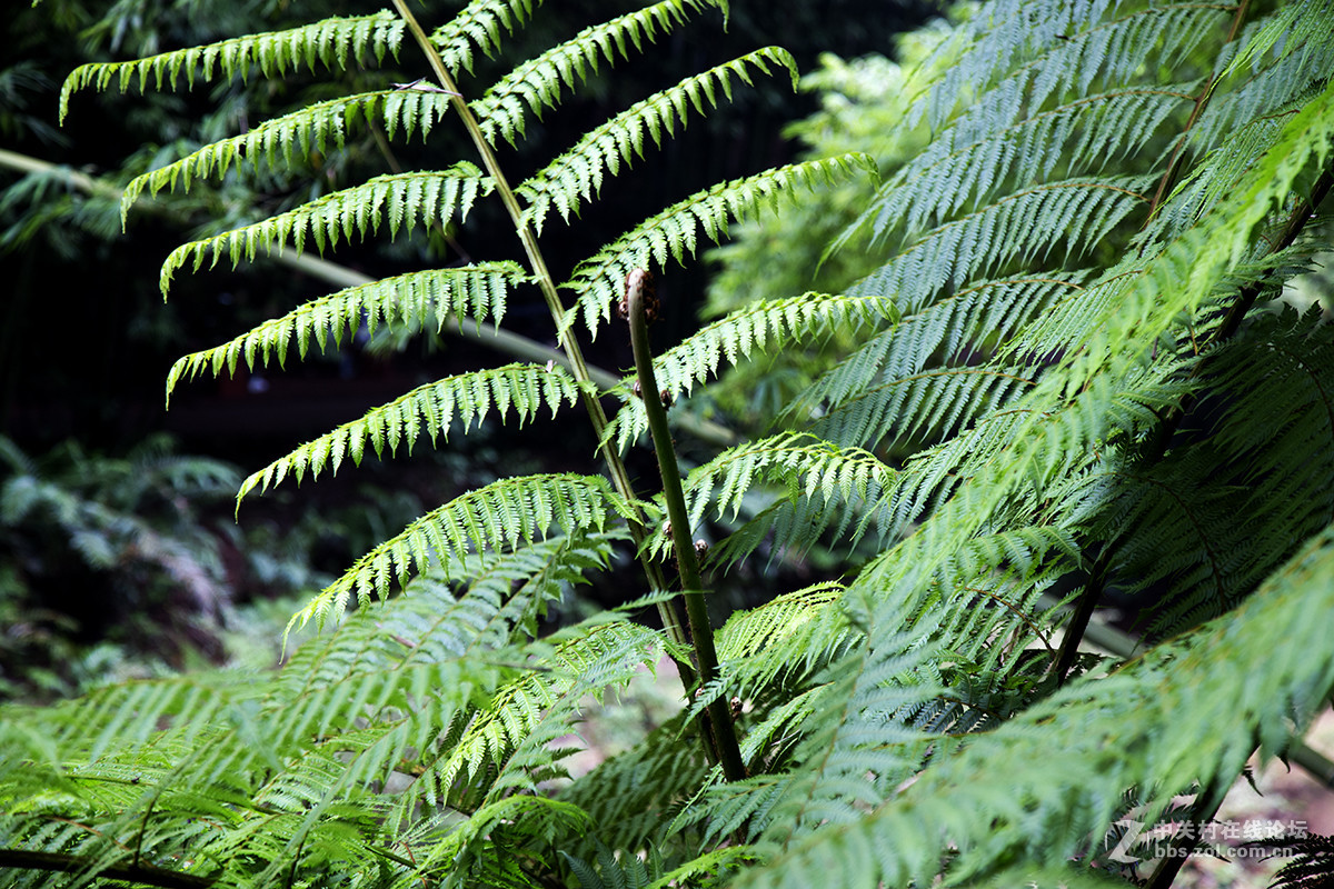 中国侏罗纪公园——赤水桫椤国家级自然保护区