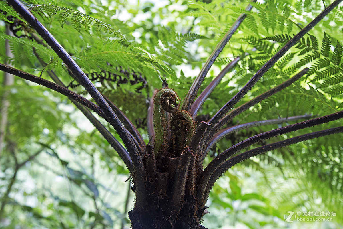 中国侏罗纪公园——赤水桫椤国家级自然保护区