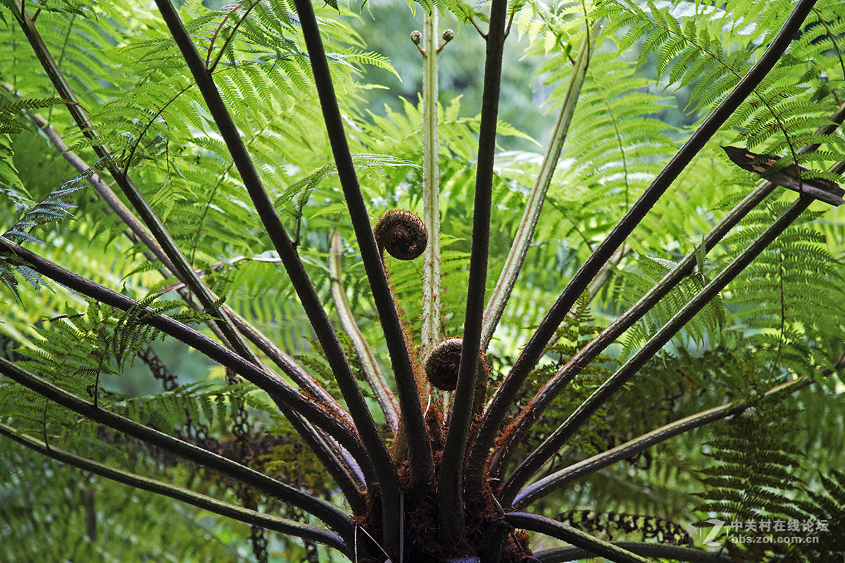 中国侏罗纪公园——赤水桫椤国家级自然保护区