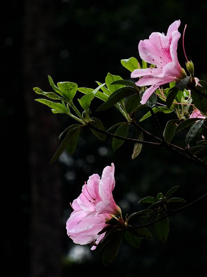 #ZOL月赛-三月风光无限好#宫粉杜鹃花