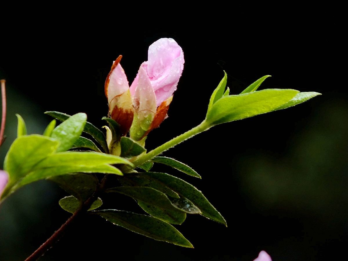 #ZOL月赛-三月风光无限好#宫粉杜鹃花