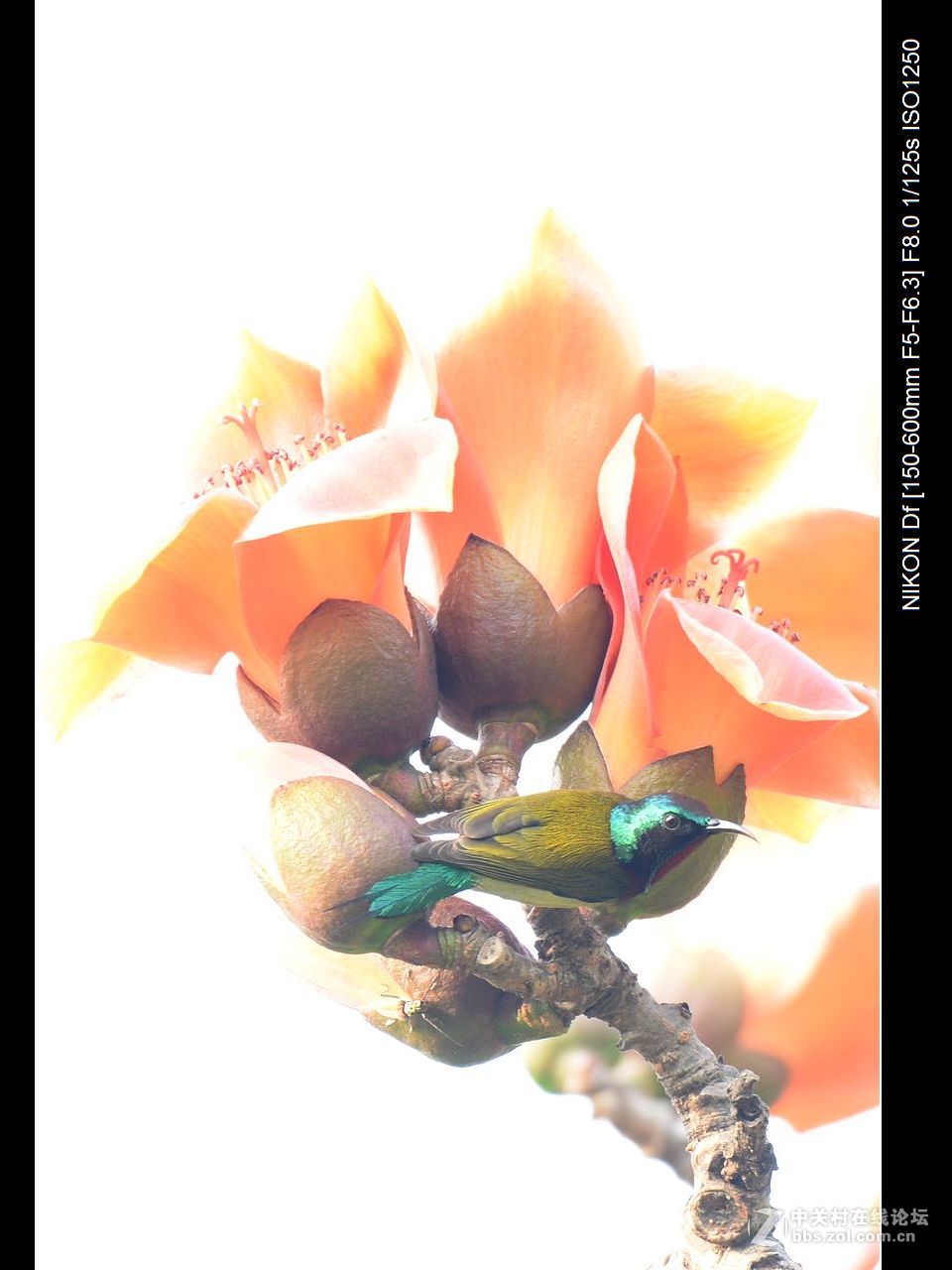 木棉花与太阳鸟.