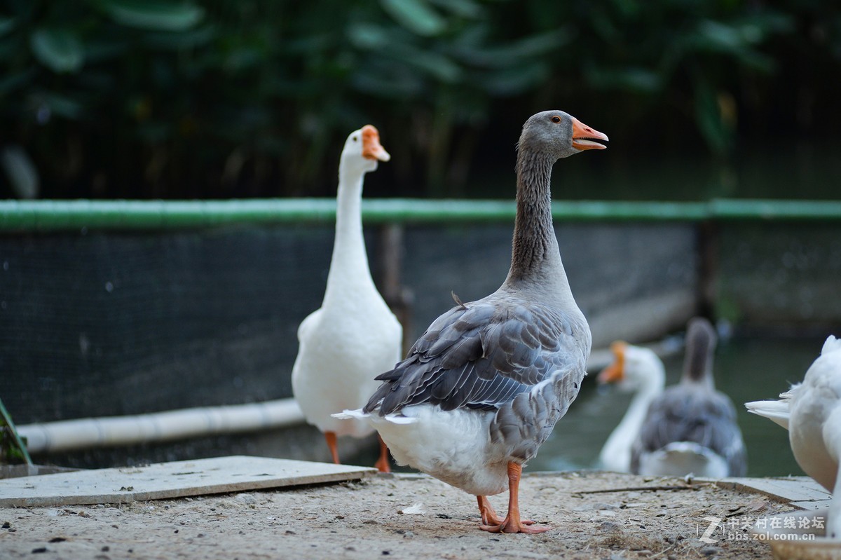 扫街，拍荷，拍鹅