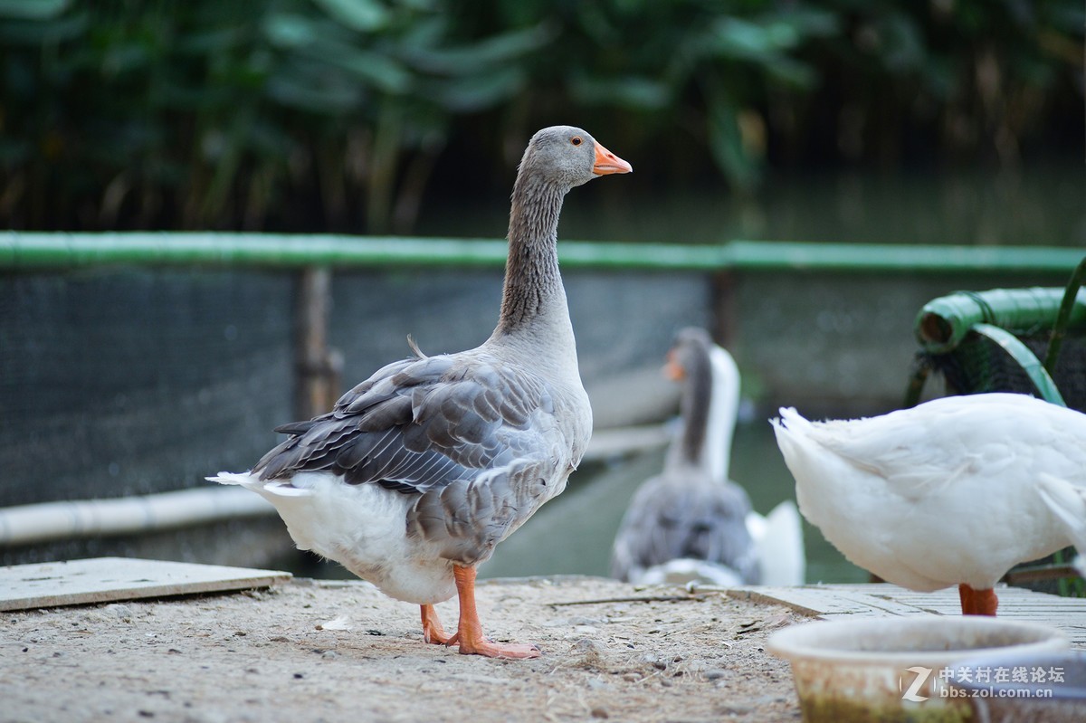 扫街，拍荷，拍鹅