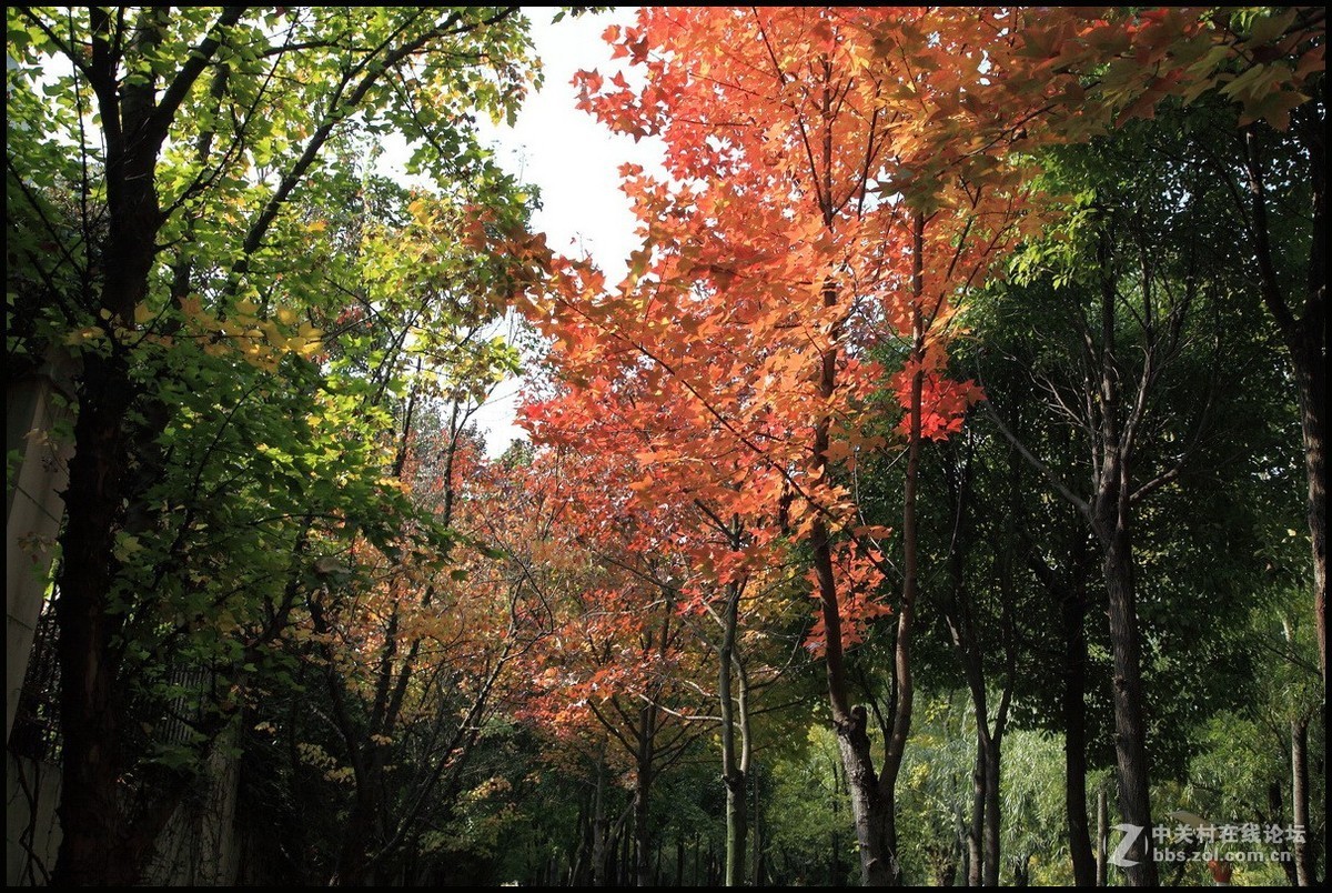 携一组《枫叶》初访贵版