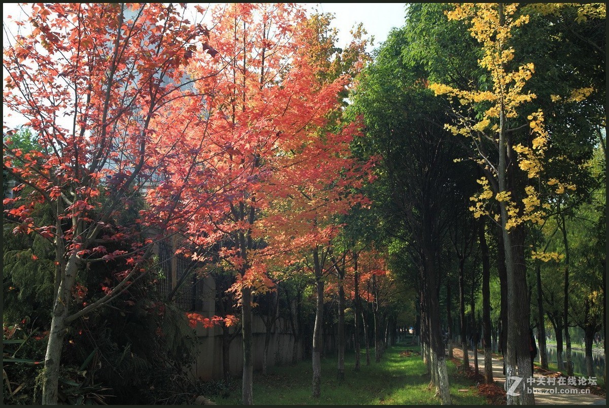 携一组《枫叶》初访贵版