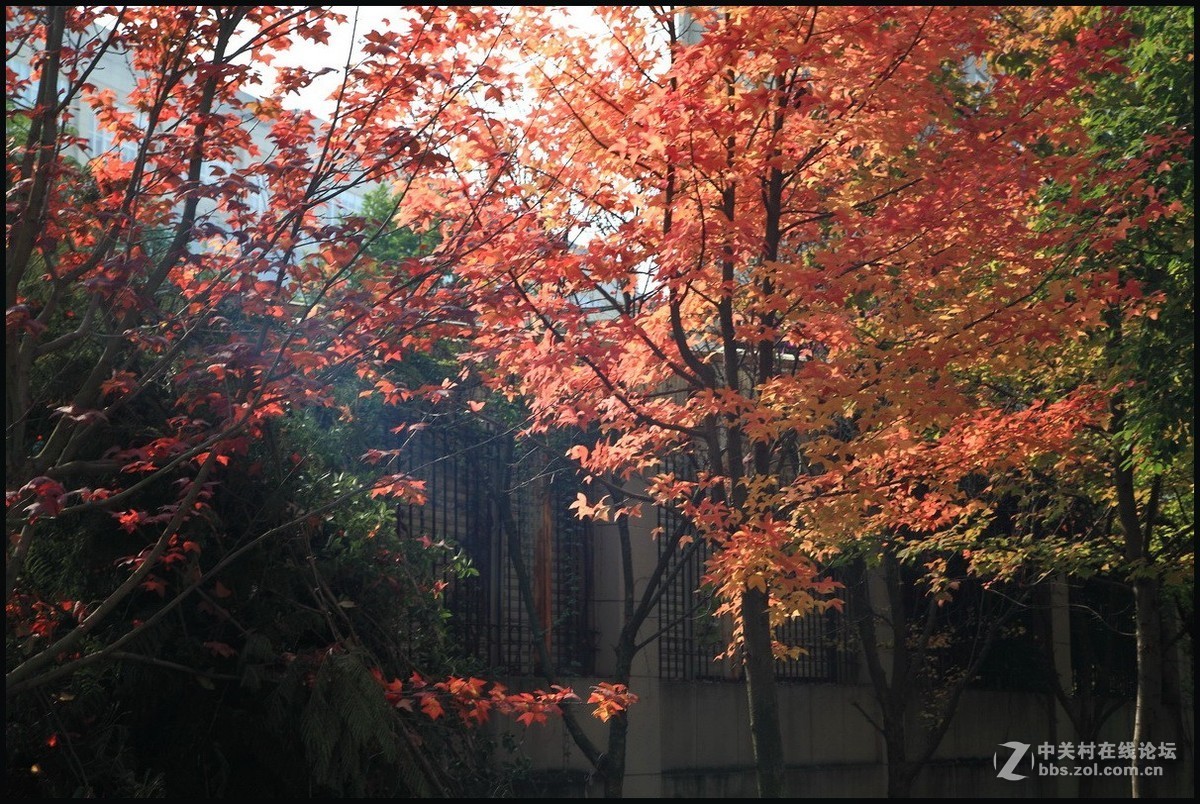 携一组《枫叶》初访贵版