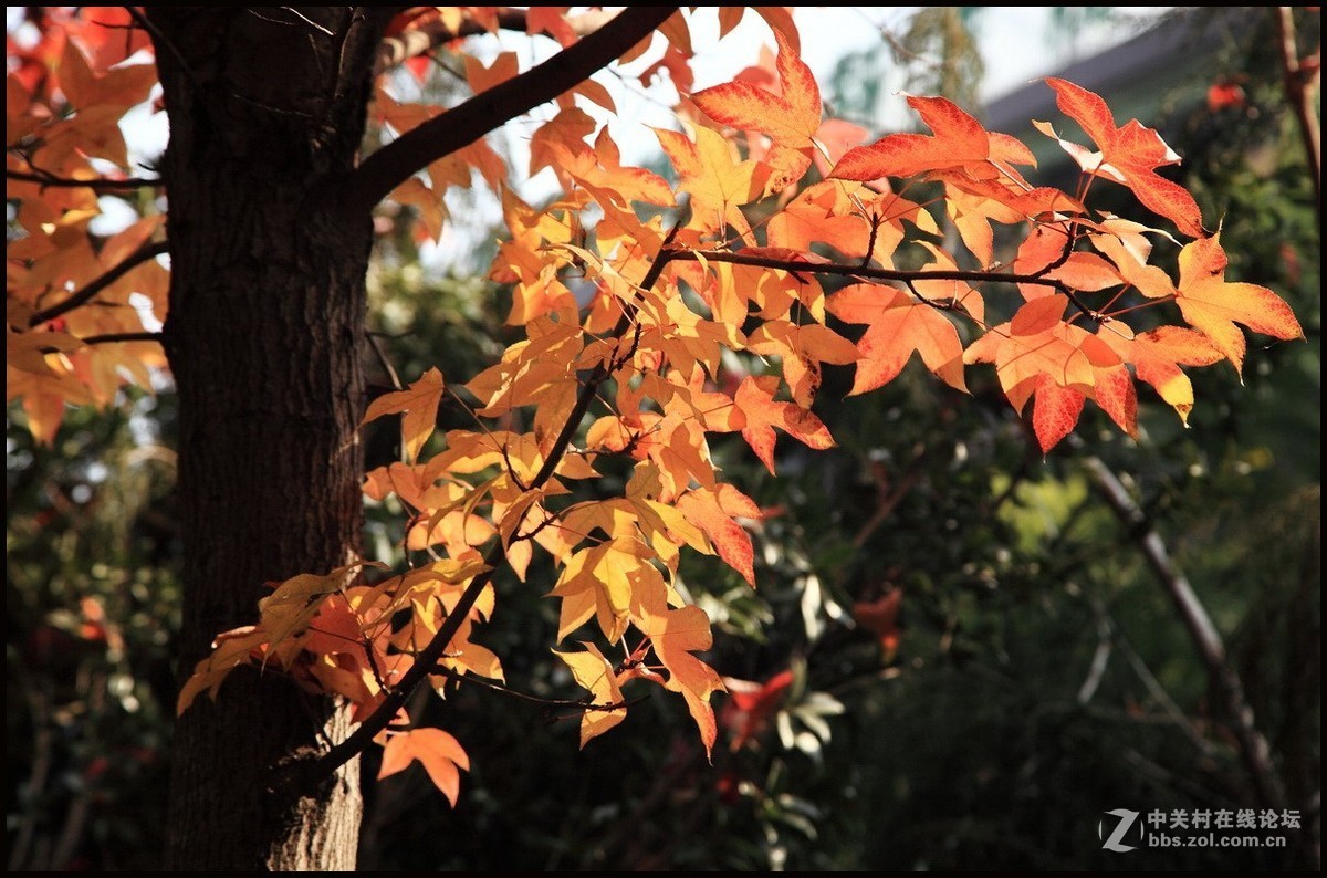 携一组《枫叶》初访贵版