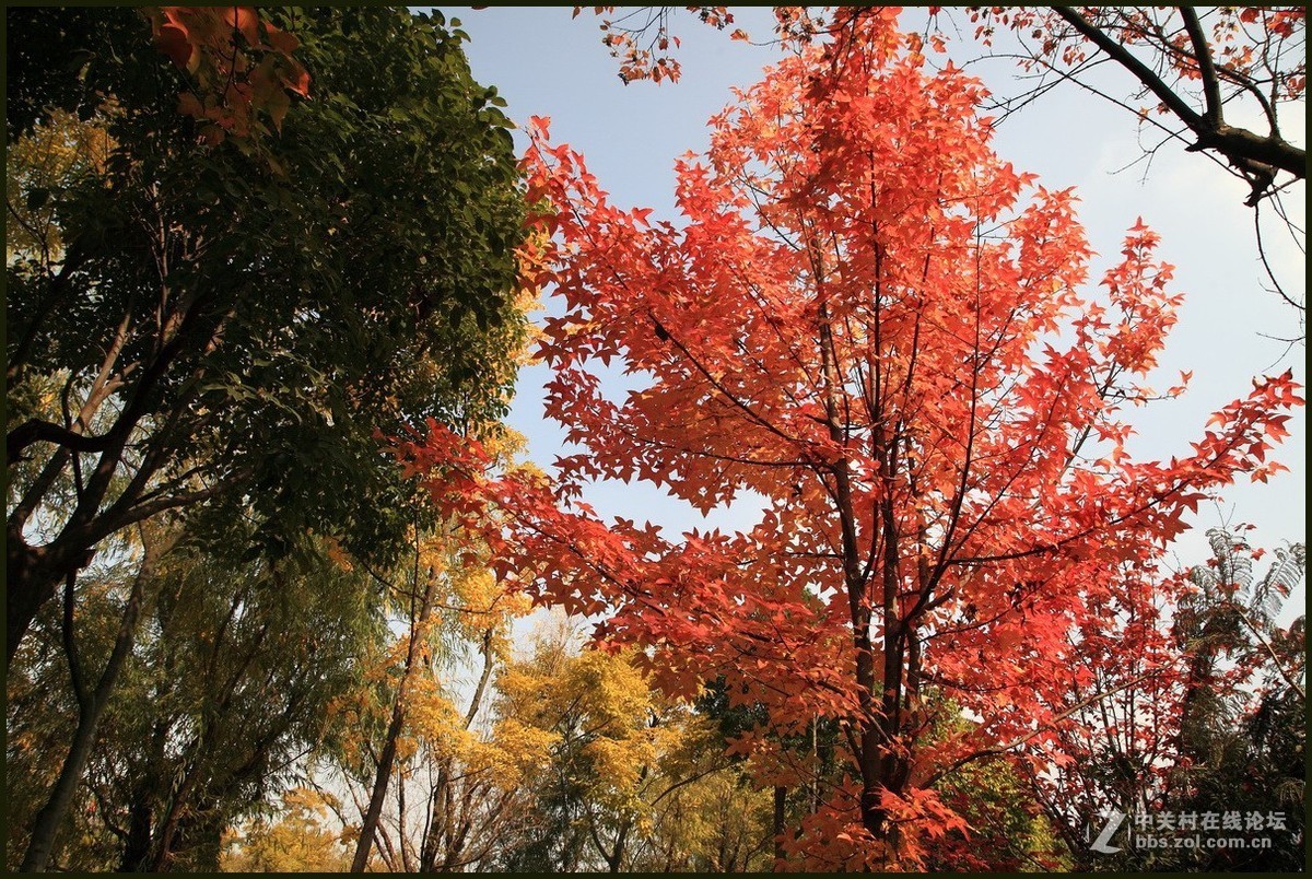 携一组《枫叶》初访贵版