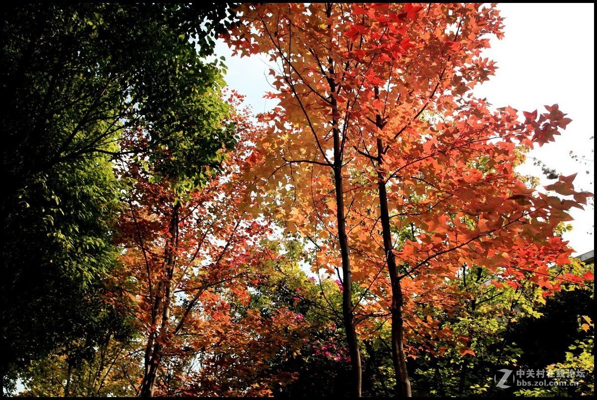 携一组《枫叶》初访贵版