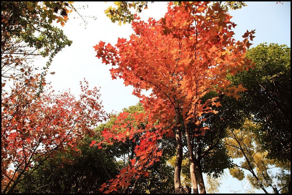 携一组《枫叶》初访贵版
