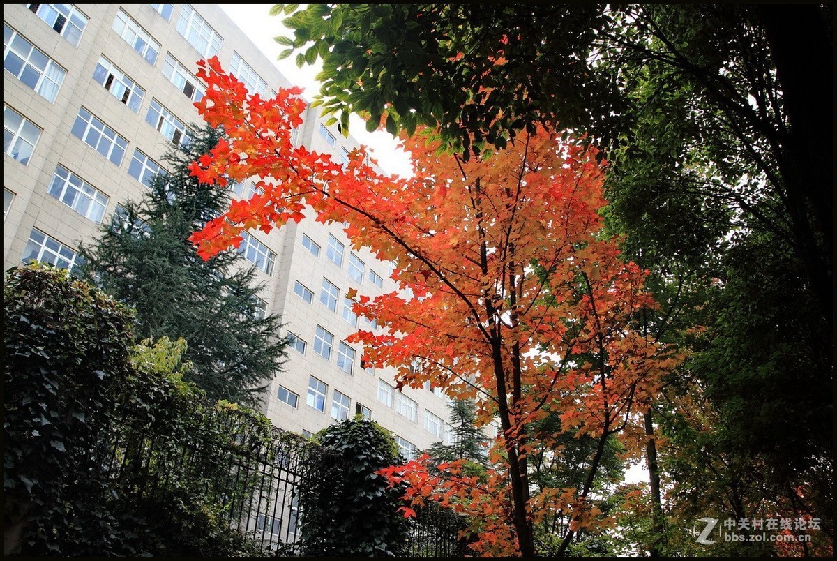 携一组《枫叶》初访贵版