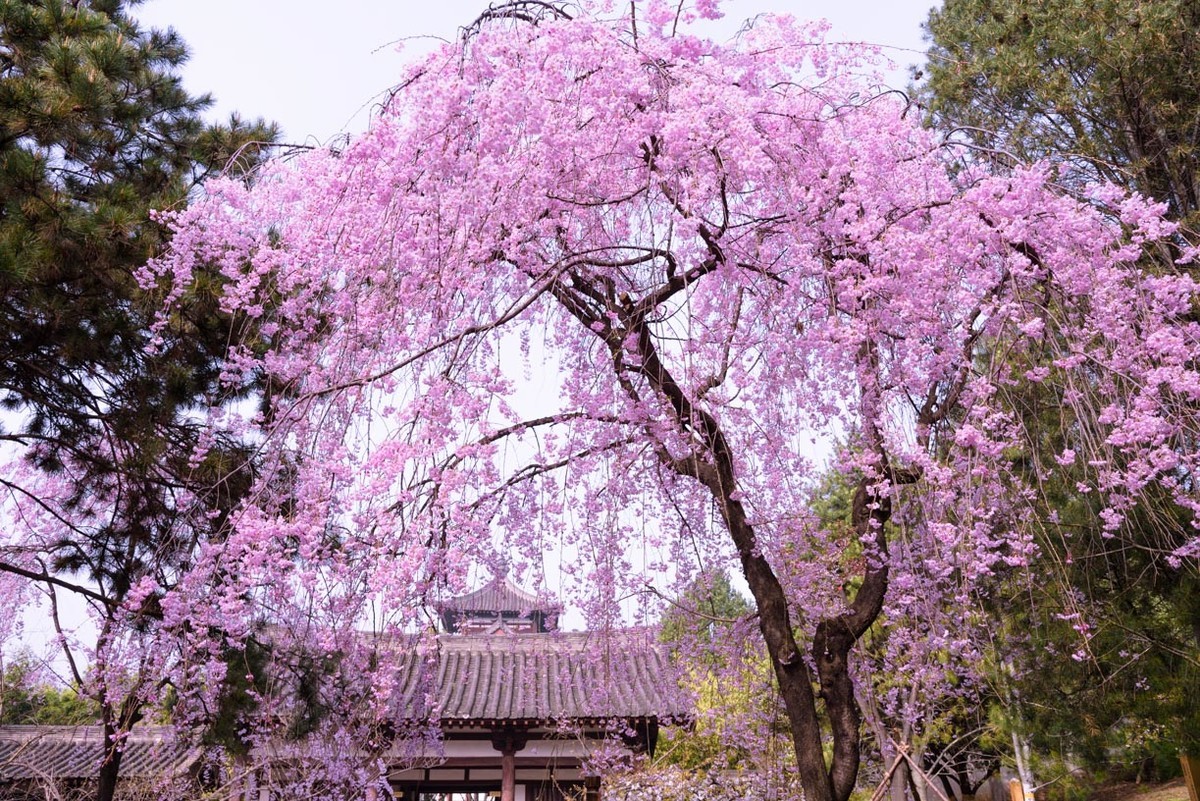 既然是櫻花就用日系風格吧