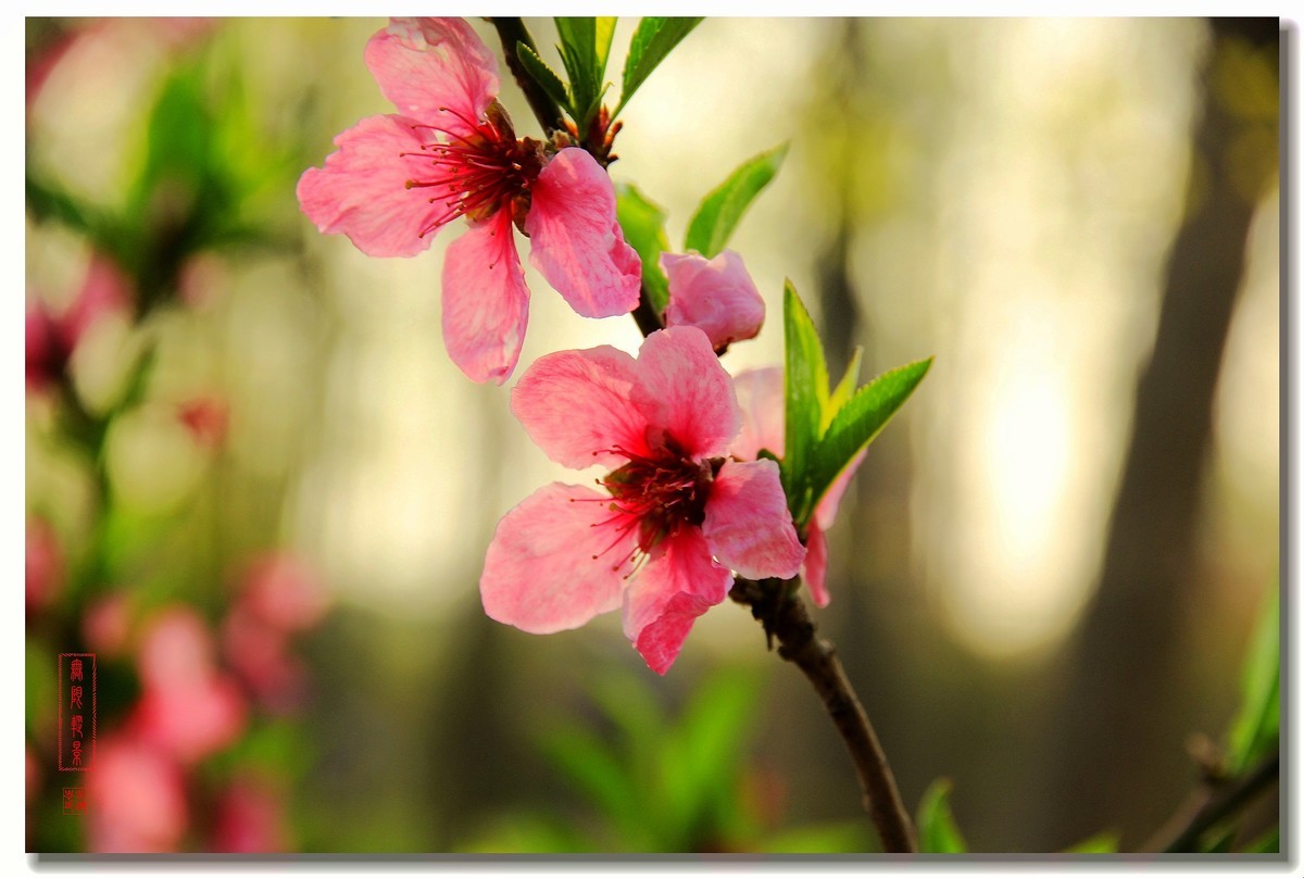 沛县七堡粉面桃花