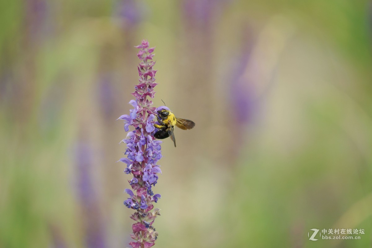小家伙真叫忙一一萱荑草上的大牛蜂