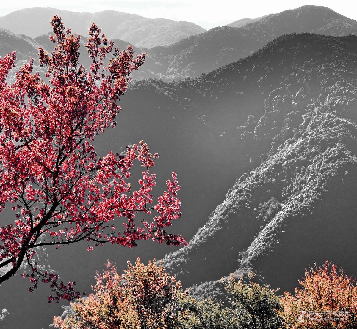 无量山冬樱