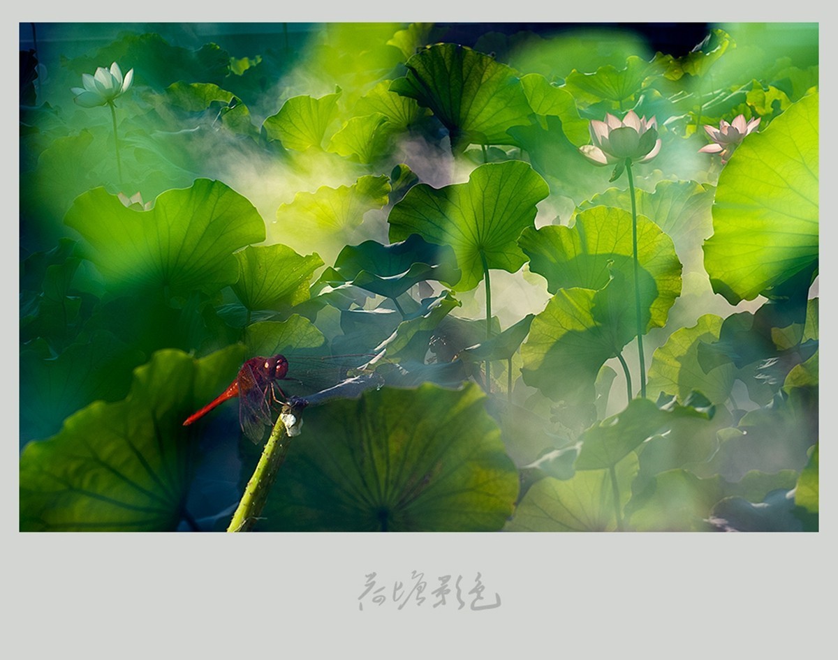 #版主坐堂#尼康D300S版块-----2015年8月精华作品汇总展示