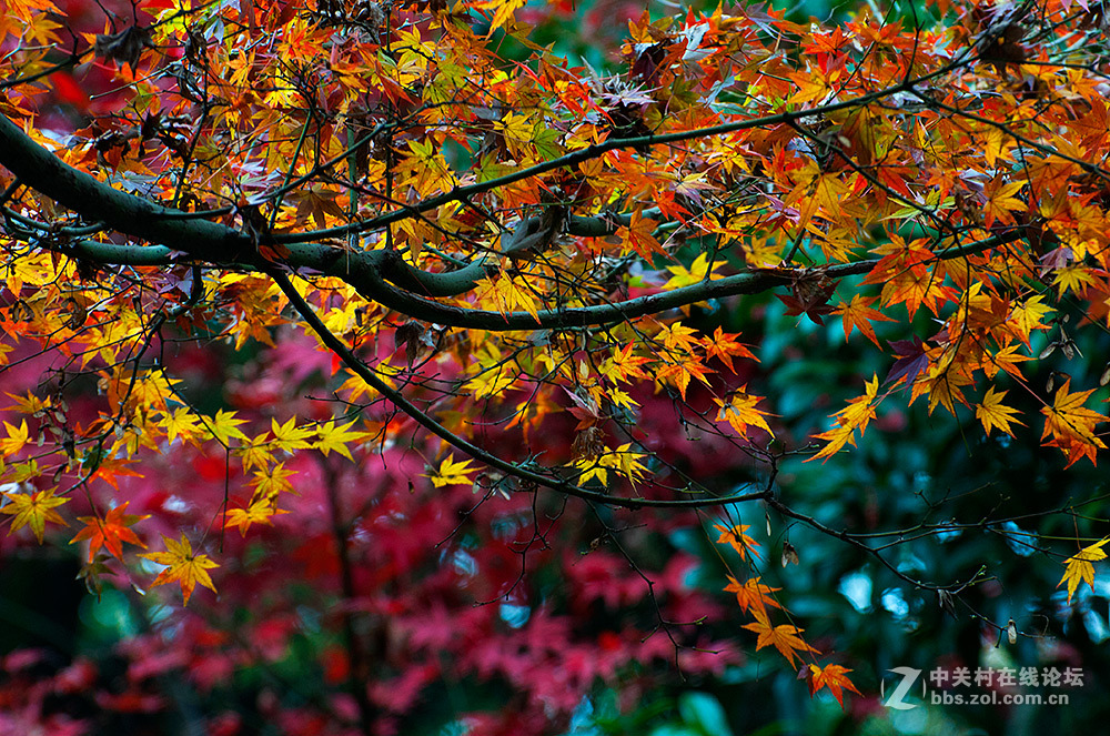 #ZOL月赛-记录最后的2015# 【枫叶，染红了思念...】