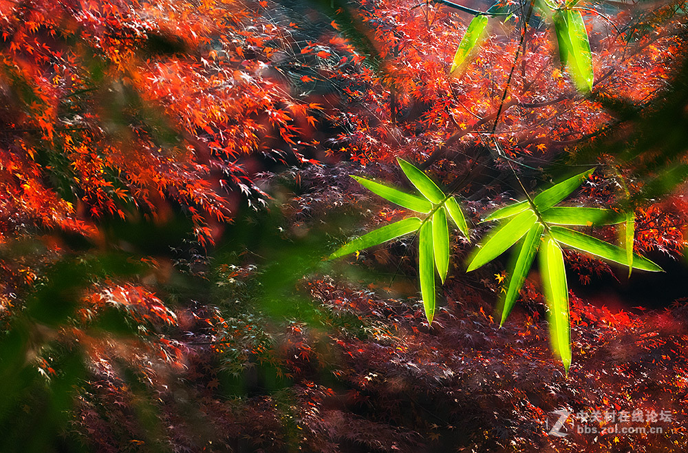 #ZOL月赛-记录最后的2015# 【枫叶，染红了思念...】