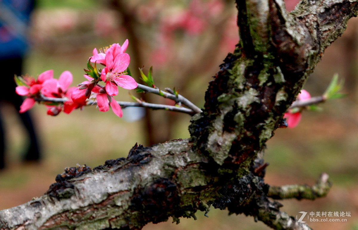 老枝干长新桃花-中关村在线摄影论坛