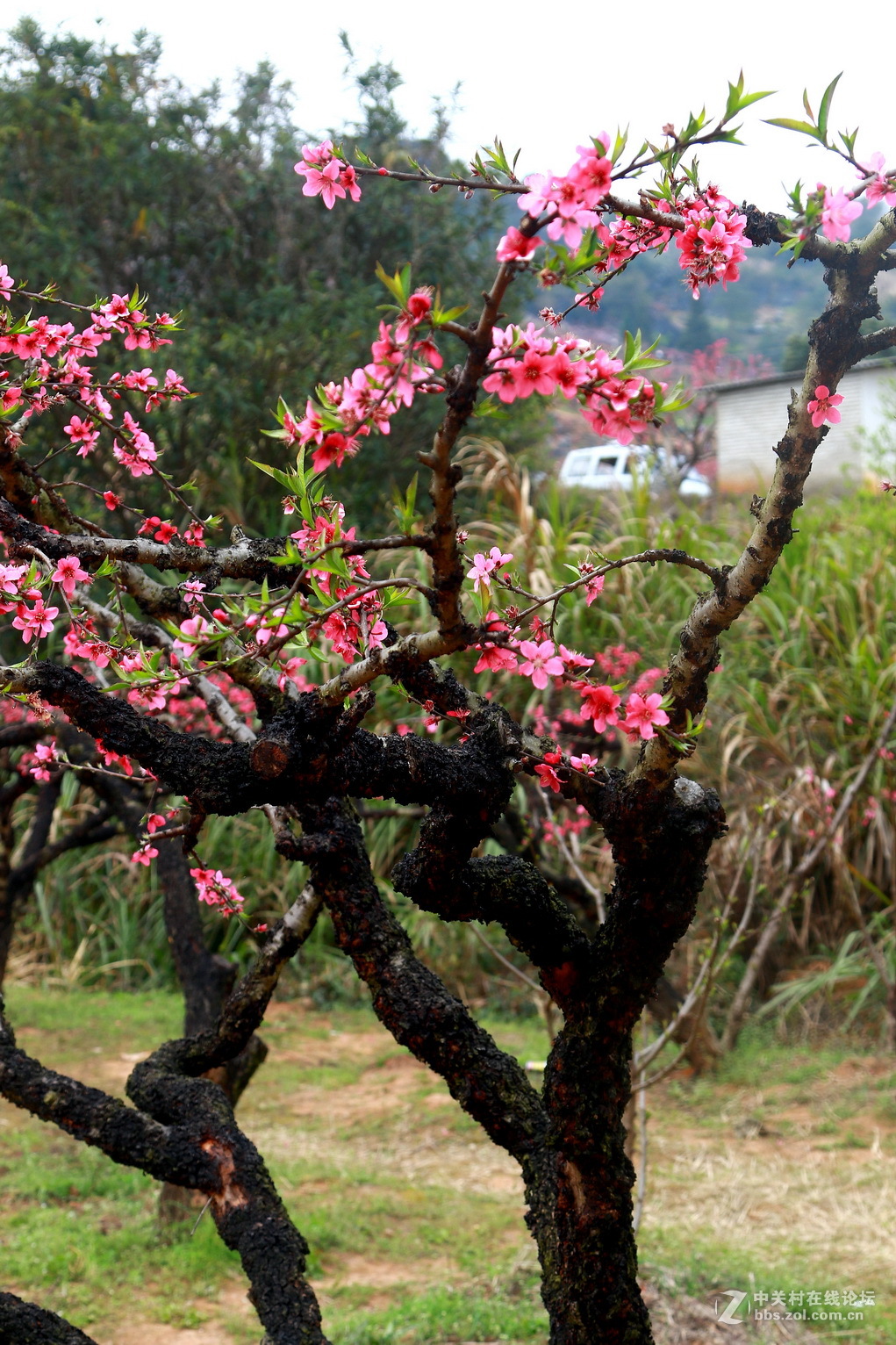 老枝干长新桃花