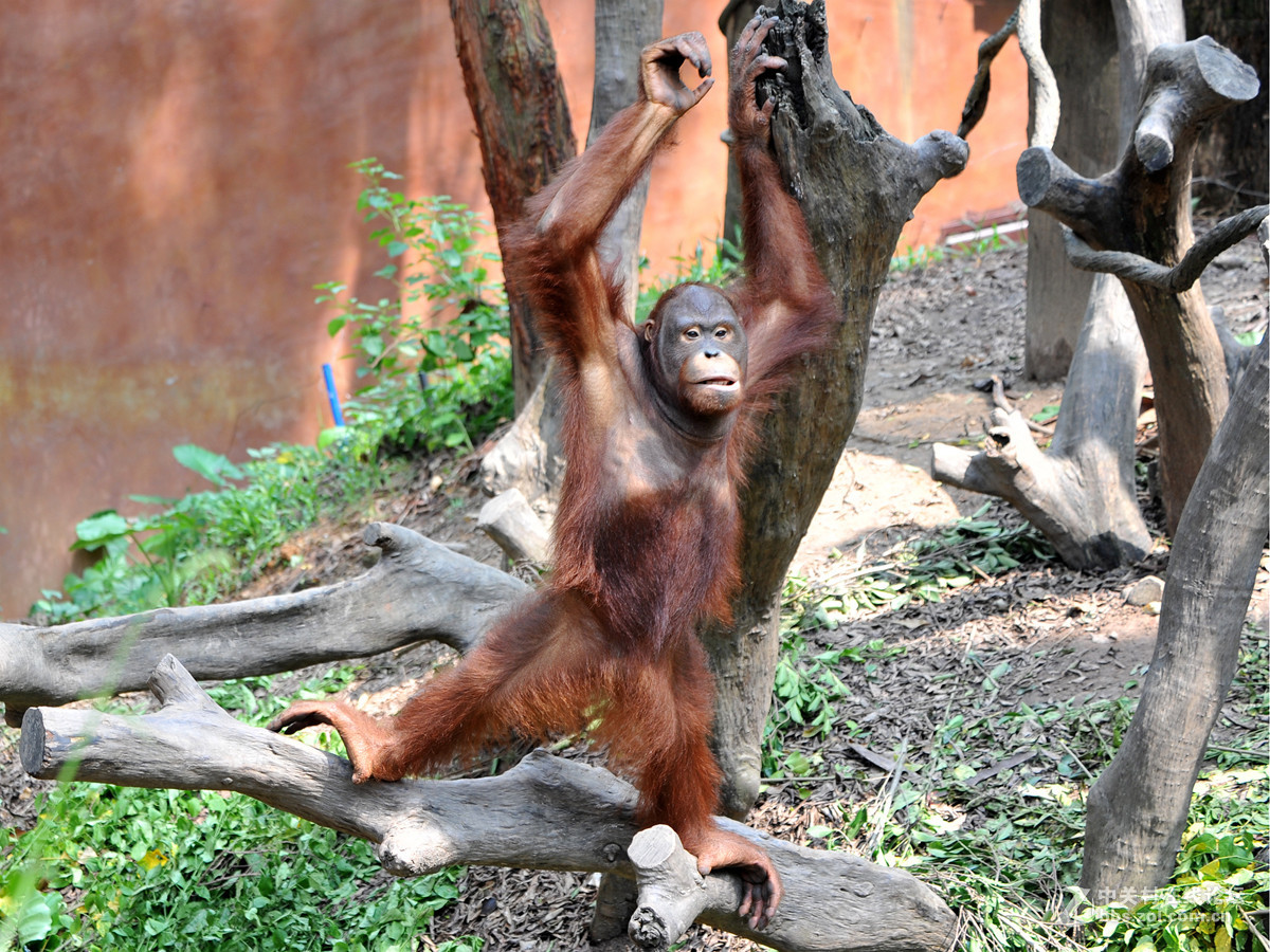 动物园里拍动物大猩猩
