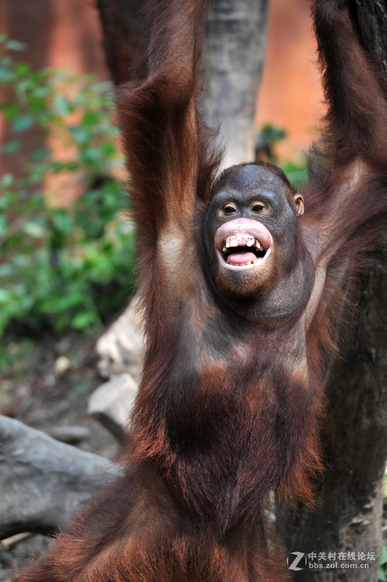 动物园里拍动物大猩猩