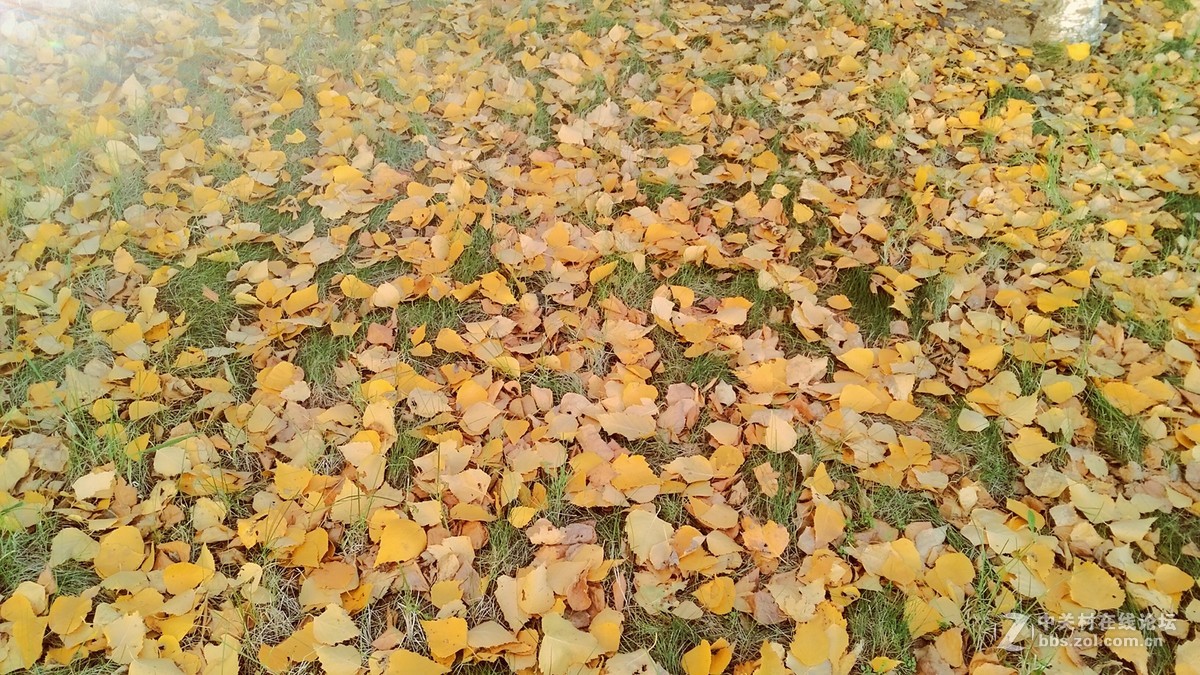 2016榆树钱杯手机摄影大赛落叶之美