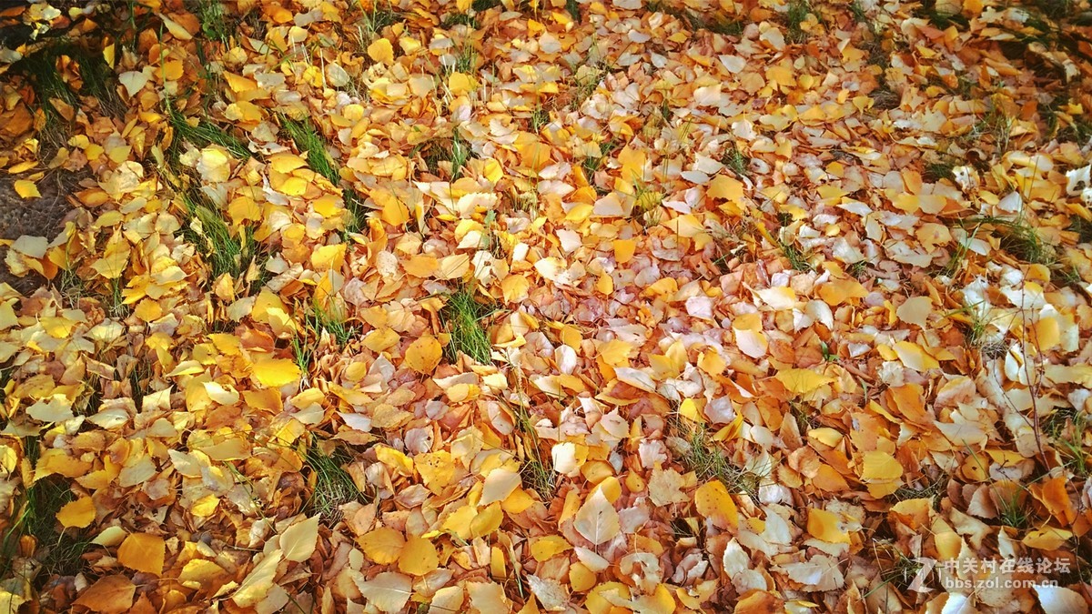 2016榆树钱杯手机摄影大赛落叶之美