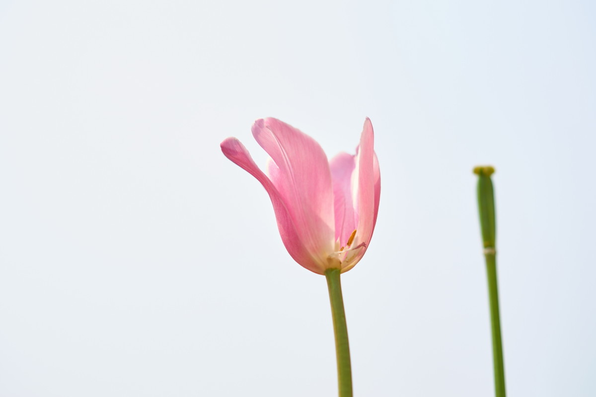 郁金香
