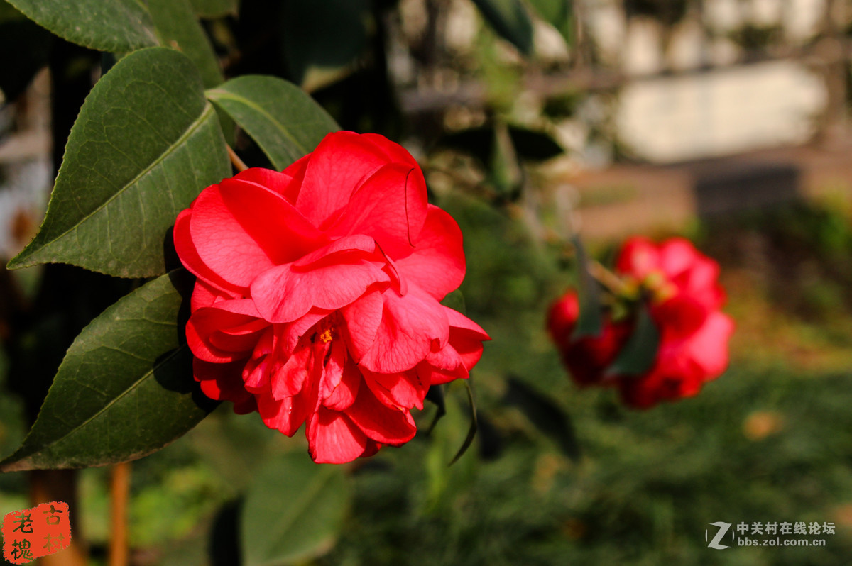 茶花
