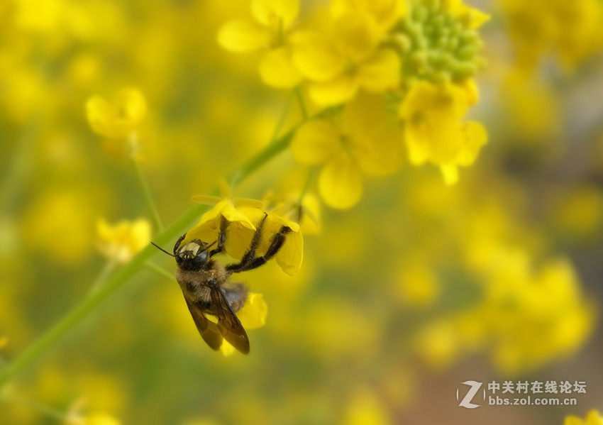 万朵菜花黄，满地吐芬芳......