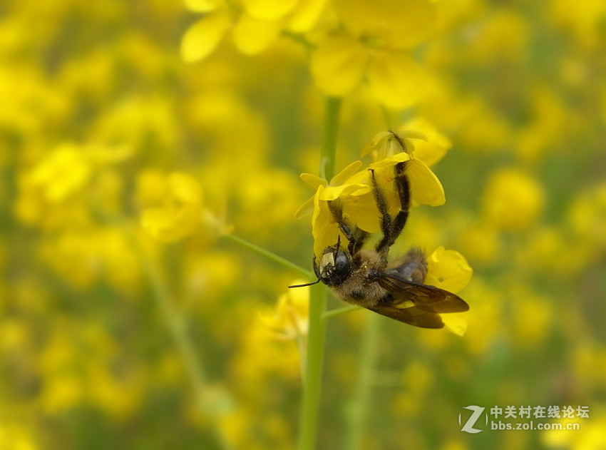 万朵菜花黄，满地吐芬芳......