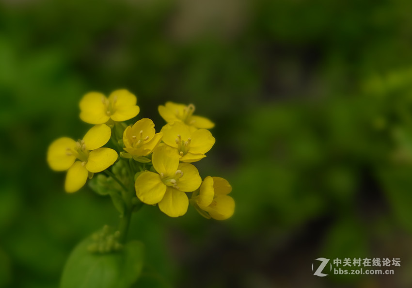 万朵菜花黄，满地吐芬芳......