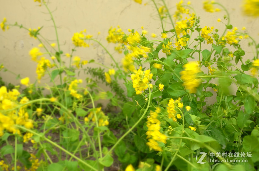 万朵菜花黄，满地吐芬芳......