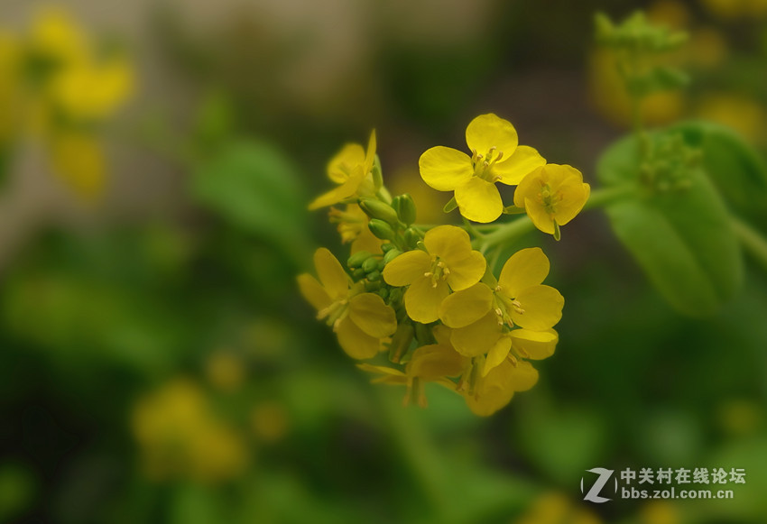 万朵菜花黄，满地吐芬芳......