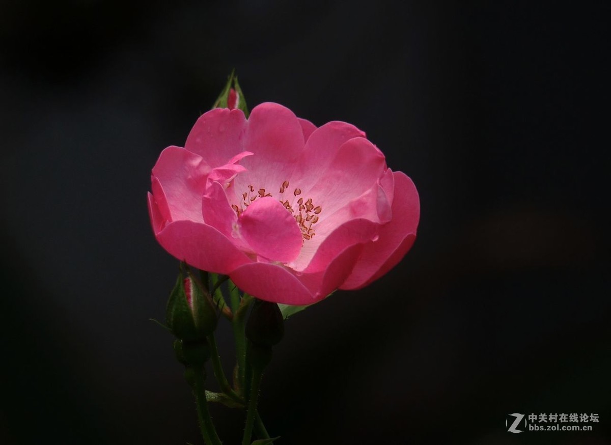 #五一随手拍活动# 蔷薇花开迎五一