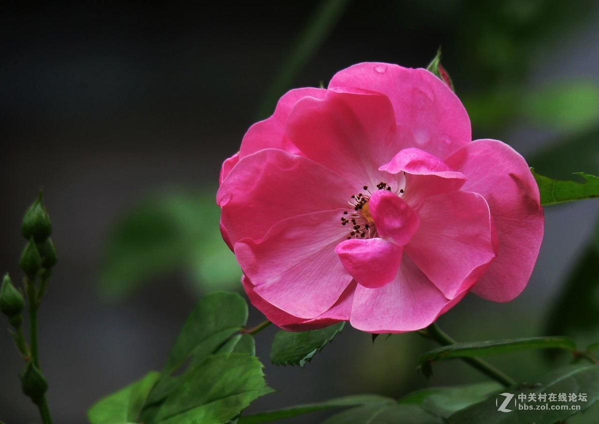 #五一随手拍活动# 蔷薇花开迎五一