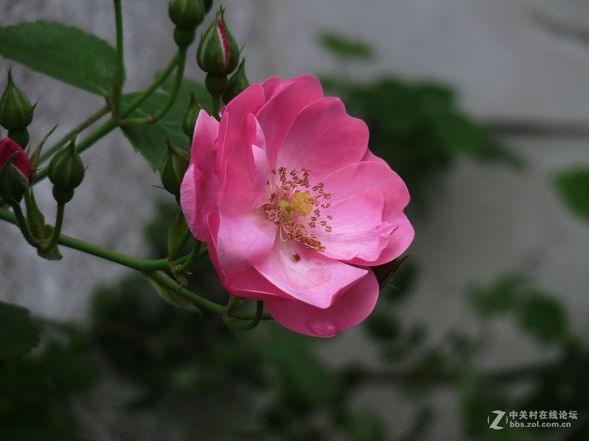 #五一随手拍活动# 蔷薇花开迎五一